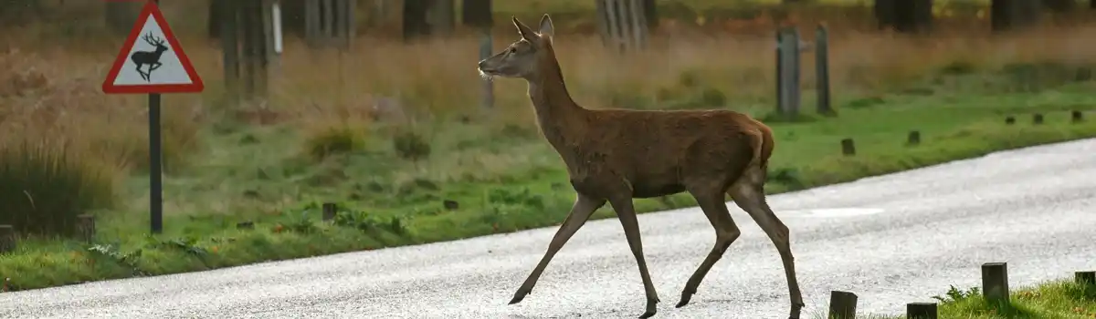 Los animales estuvieron implicados en 35.661 accidentes de tráfico en 2022 