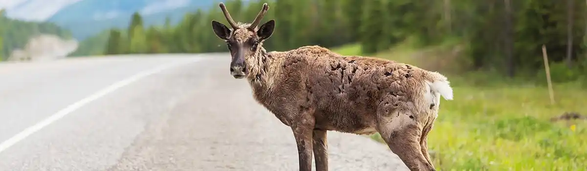 ¿Quién es responsable en el caso de atropellar a un animal en la carretera?