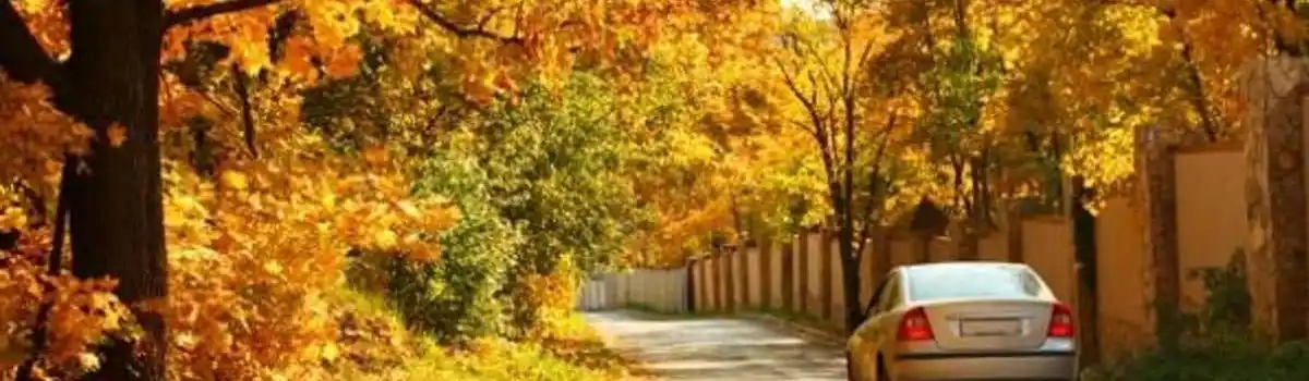 Conducir en otoño: 6 consejos esenciales para mantenerte seguro en la carretera
