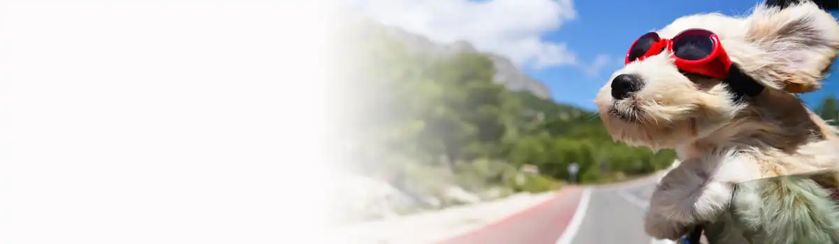 Consejos para viajar con animales de forma segura y evitar una multa