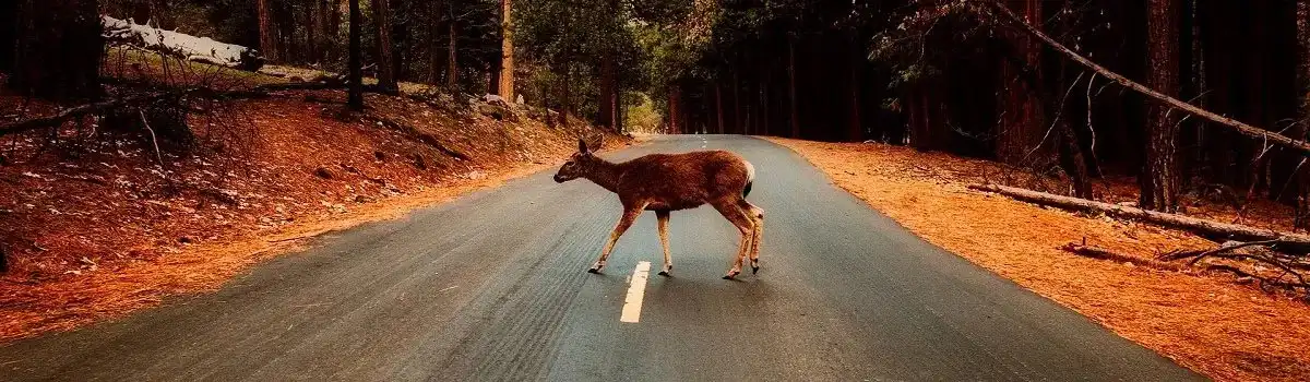 Atropello de animales; “Irresponsabilidad del culpable” VS “Responsabilidad del inocente”