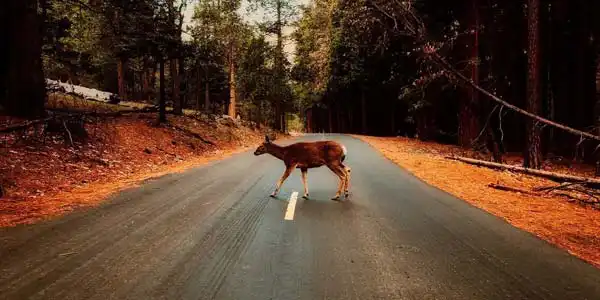 Atropello de animales; “Irresponsabilidad del culpable” VS “Responsabilidad del inocente”