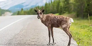 ¿Quién es responsable en el caso de atropellar a un animal en la carretera?