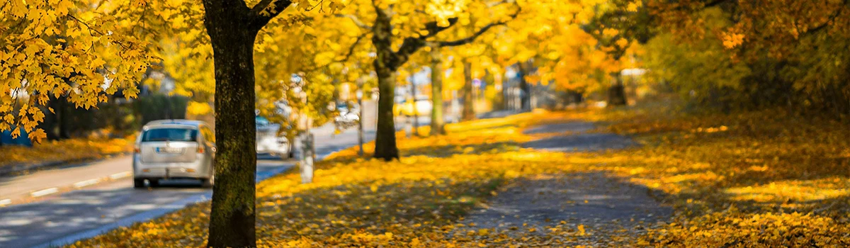 Conducir en otoño: 6 consejos esenciales para mantenerte seguro en la carretera